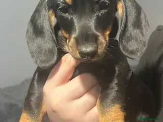 Dachshund dogs Looking for homes - Advert 9