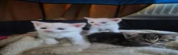 Mixed Breed cats for sale: Three lovely kittens needing forever homes. - Advert 4