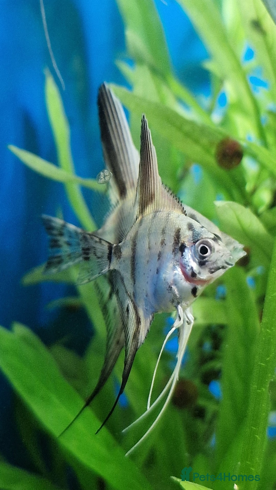 Angelfish fish for sale: Koi Angelfish - Image 3