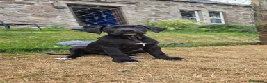 Sam
