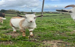 Goats livestock for sale: Castrated male Pygmy goat kids - Image 5