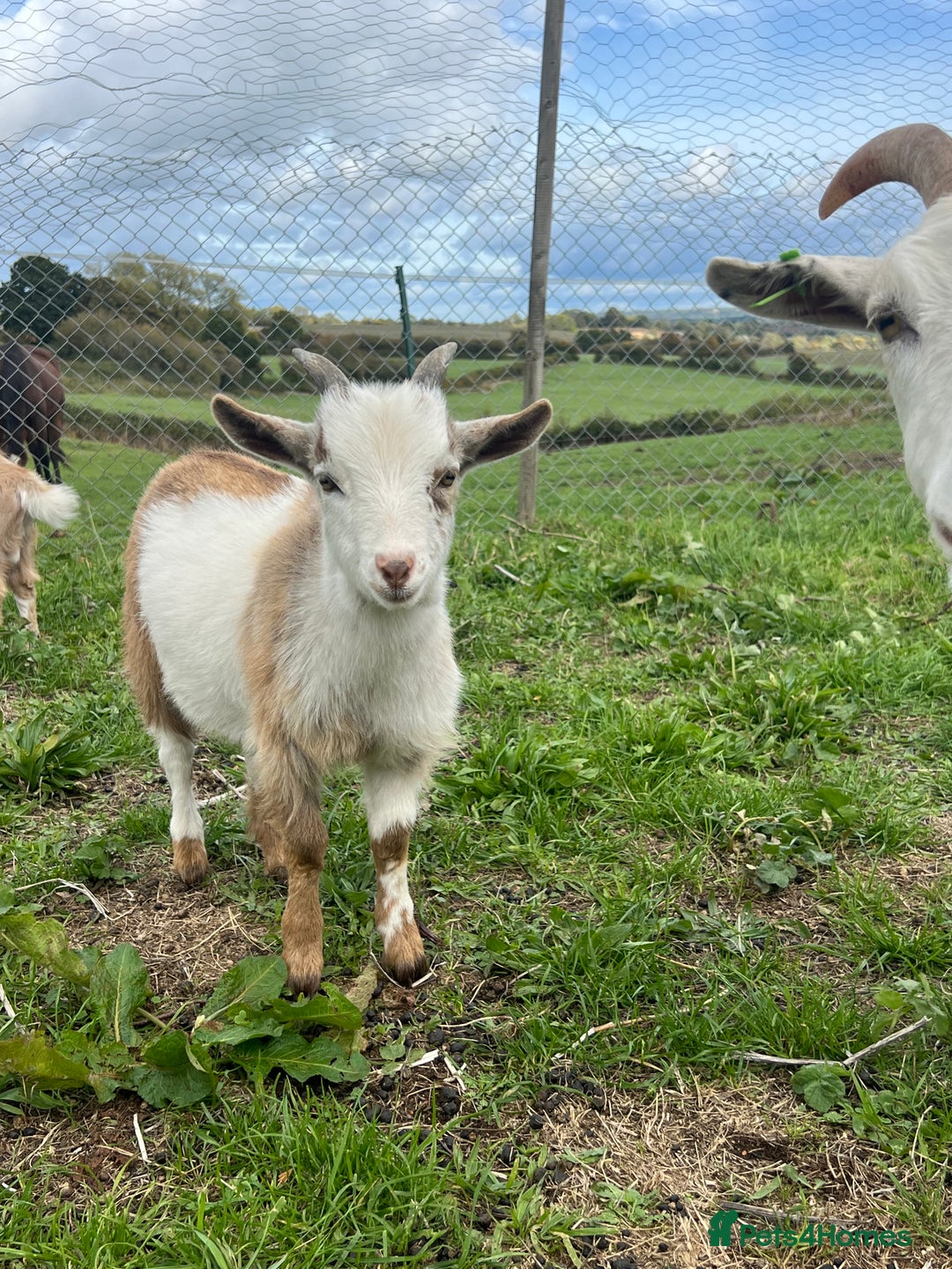 Goats livestock for sale: Castrated male Pygmy goat kids - Image 5