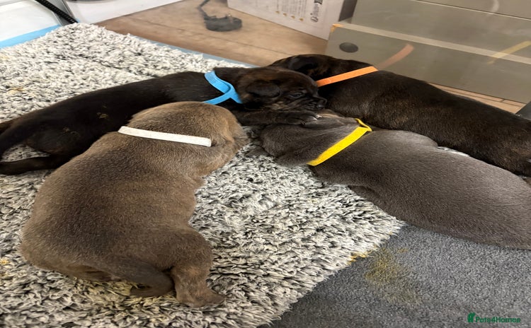 Staffordshire Bull Terrier dogs - Advert 4