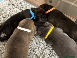 Staffordshire Bull Terrier dogs - Advert 27