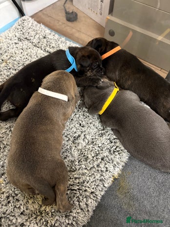 Staffordshire Bull Terrier dogs - Advert 4