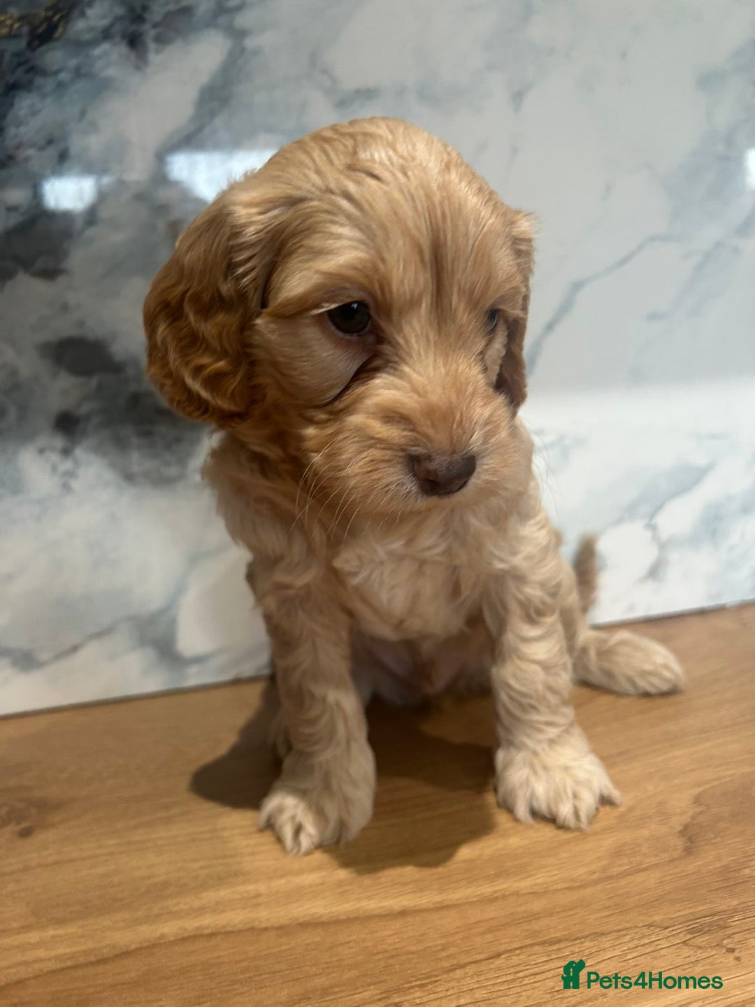 Cockapoo dogs for sale: STUNNING F1 COCKAPOO PUPPIES 2 FEMALES LEFT - Advert 15