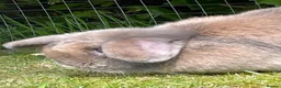 Mini Lop rabbits for sale: Mini lops to be rehomed in Buckie - Advert 4