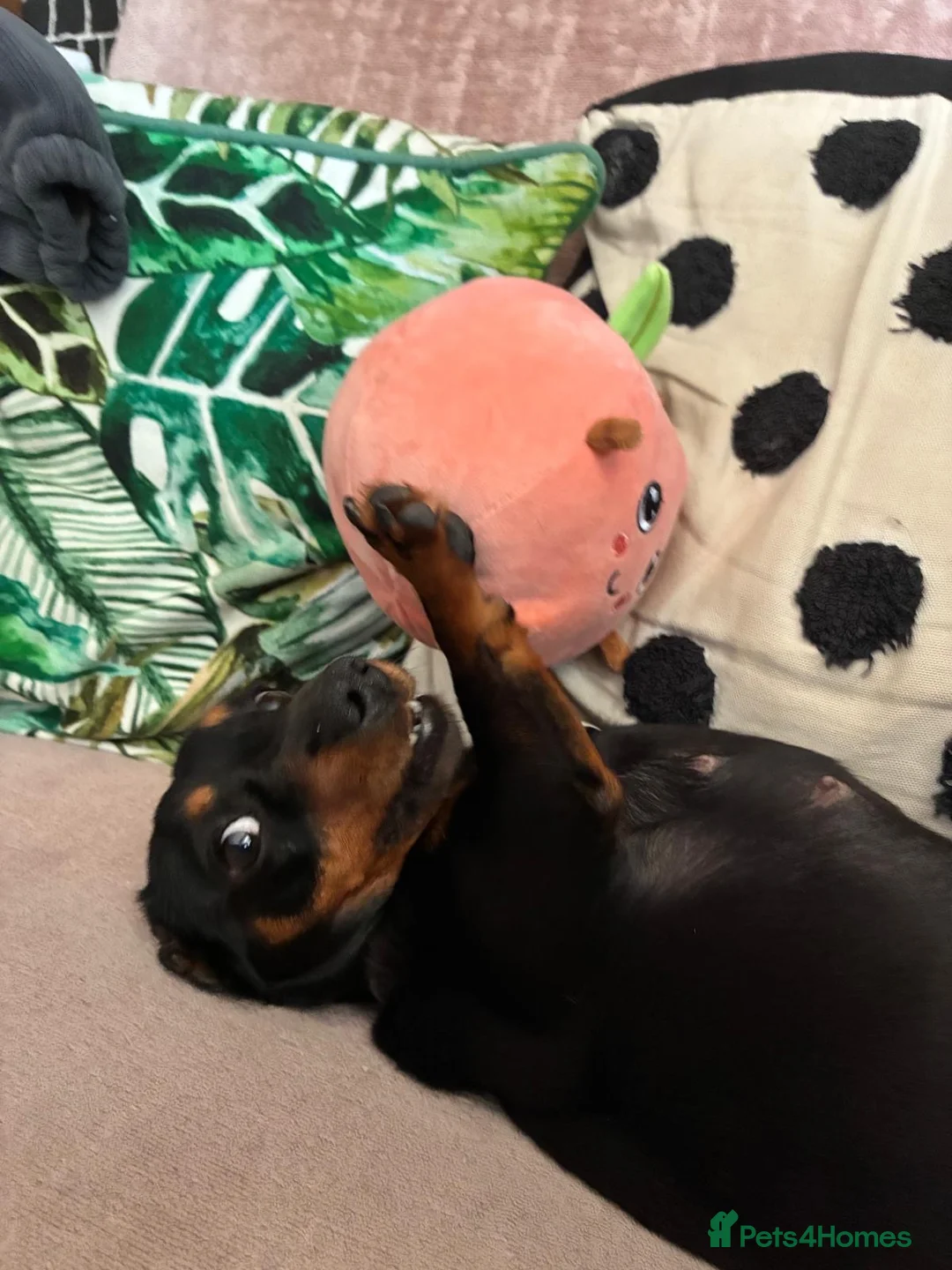 Miniature Dachshund dogs for sale: Peaches our miniature dachshund - Advert 2