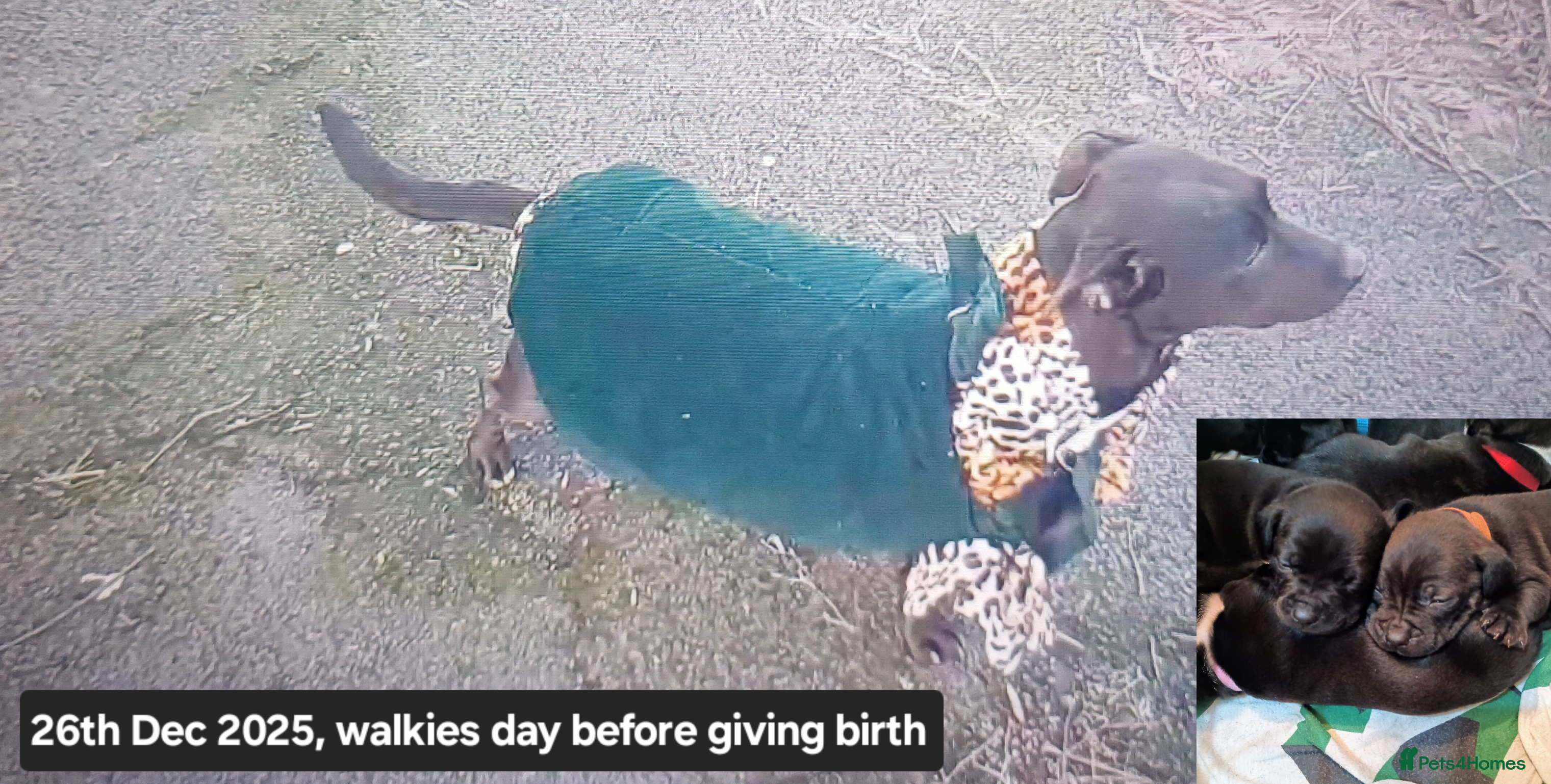 Mixed Breed dogs Adorable 3/4 Staff Bull Terrier 1/4 Jack Russell. - Advert 4