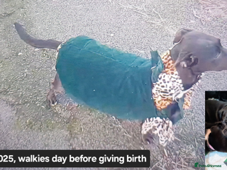 Mixed Breed dogs Adorable 3/4 Staff Bull Terrier 1/4 Jack Russell. - Advert 6