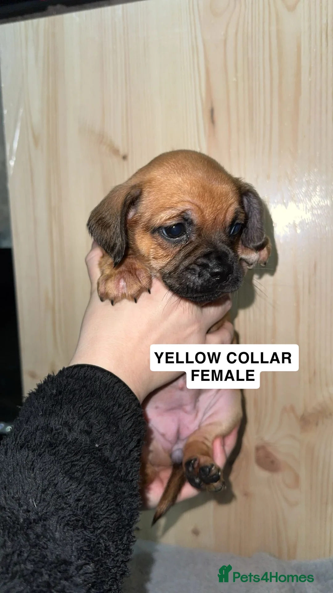 Puggle dogs for sale: Puggle Puppy - Advert 3