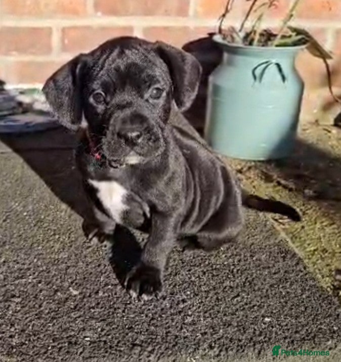Mixed Breed dogs French bulldog x German short haired puppies - Advert 4