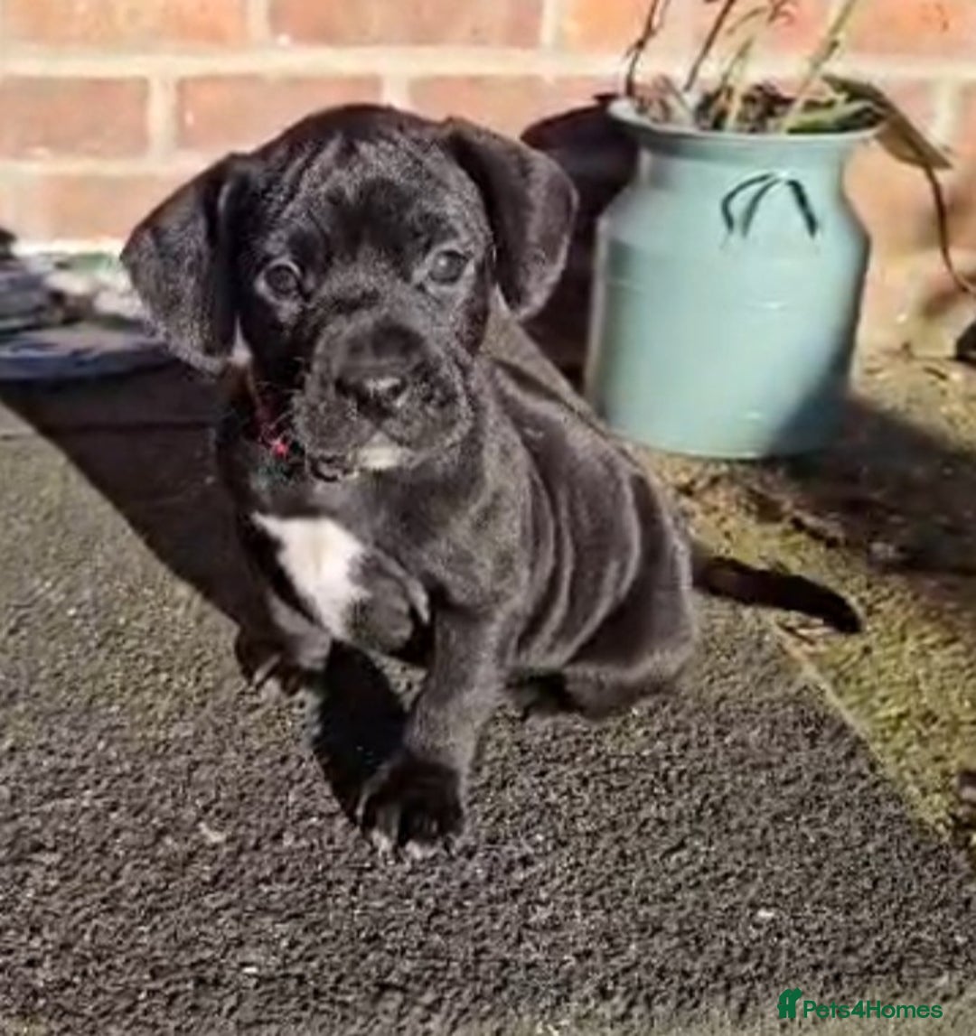 Mixed Breed dogs for sale: French bulldog x German short haired puppies - Advert 1
