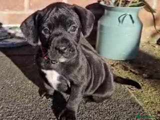 Mixed Breed dogs French bulldog x German short haired puppies - Advert 9