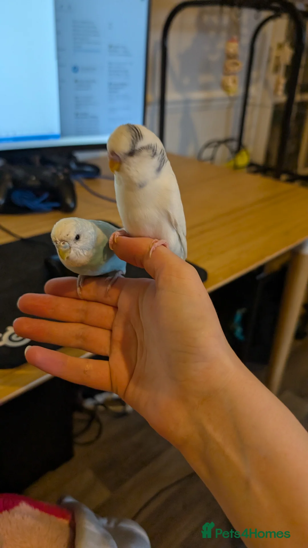 Budgerigars birds for sale: 4 Young Budgies (2 Male, 2 Female) with Full Setup - Advert 15
