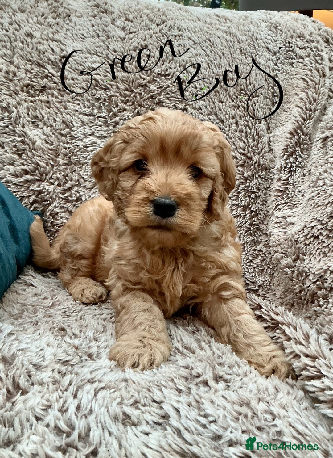 Cockapoo dogs for sale: F1 Golden Cockerpoo puppies - Image 4