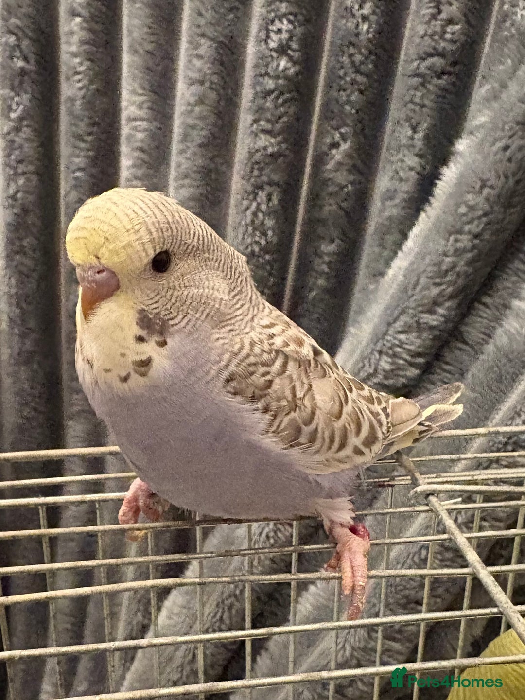 Budgerigars birds for sale: Young Budgies for sale  - Advert 13