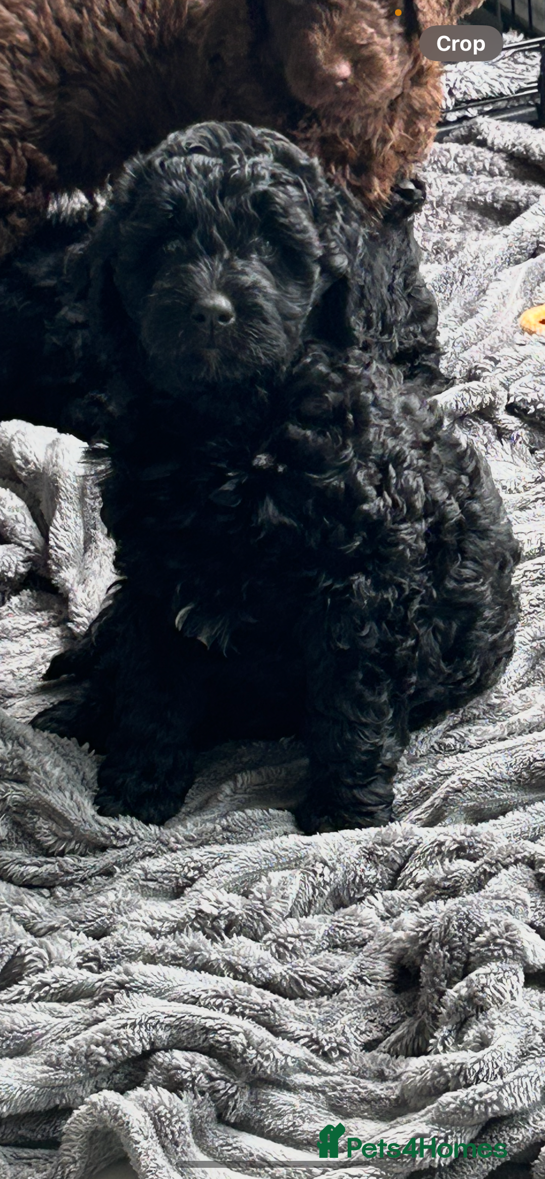 Bernedoodle dogs for sale: Bernedoodle girl ready now - Image 4