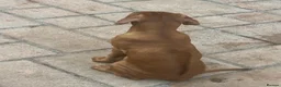 Rhodesian Ridgeback dogs for sale: KC Registered RR Ready for forever Homes 1st July - Advert 8