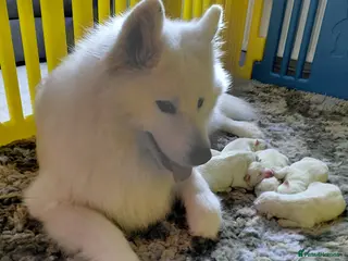 Samoyed dogs Samoyed pups in Essex - Advert 14