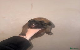 Mixed Breed dogs for sale: Belgian Malinois crosses - Image 2