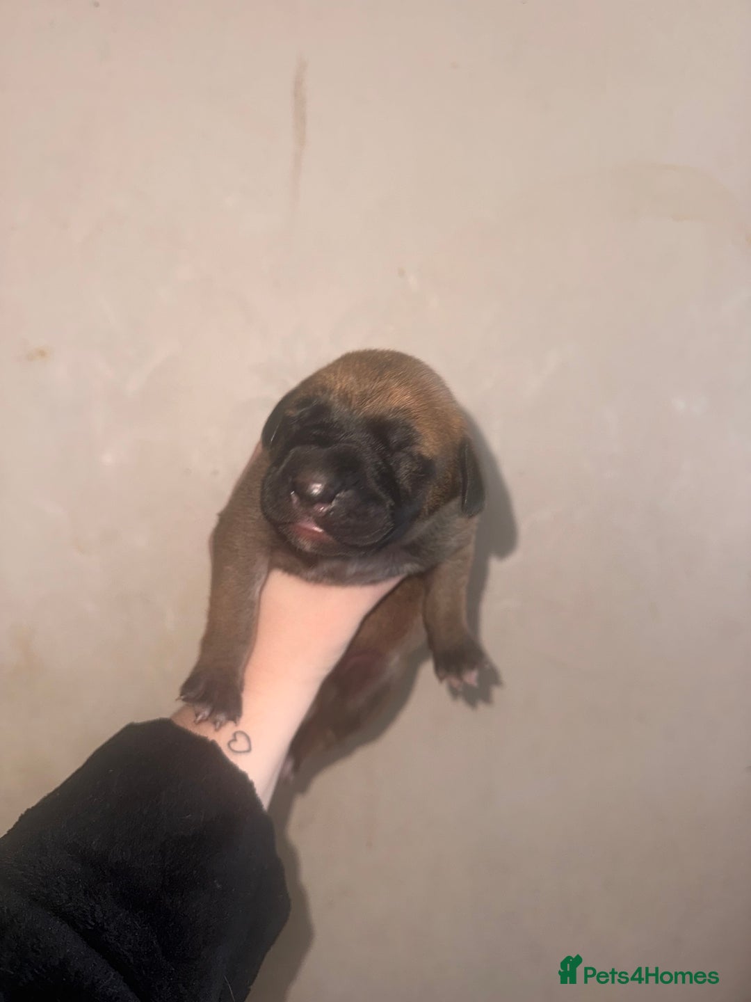 Mixed Breed dogs for sale: Belgian Malinois crosses - Image 2