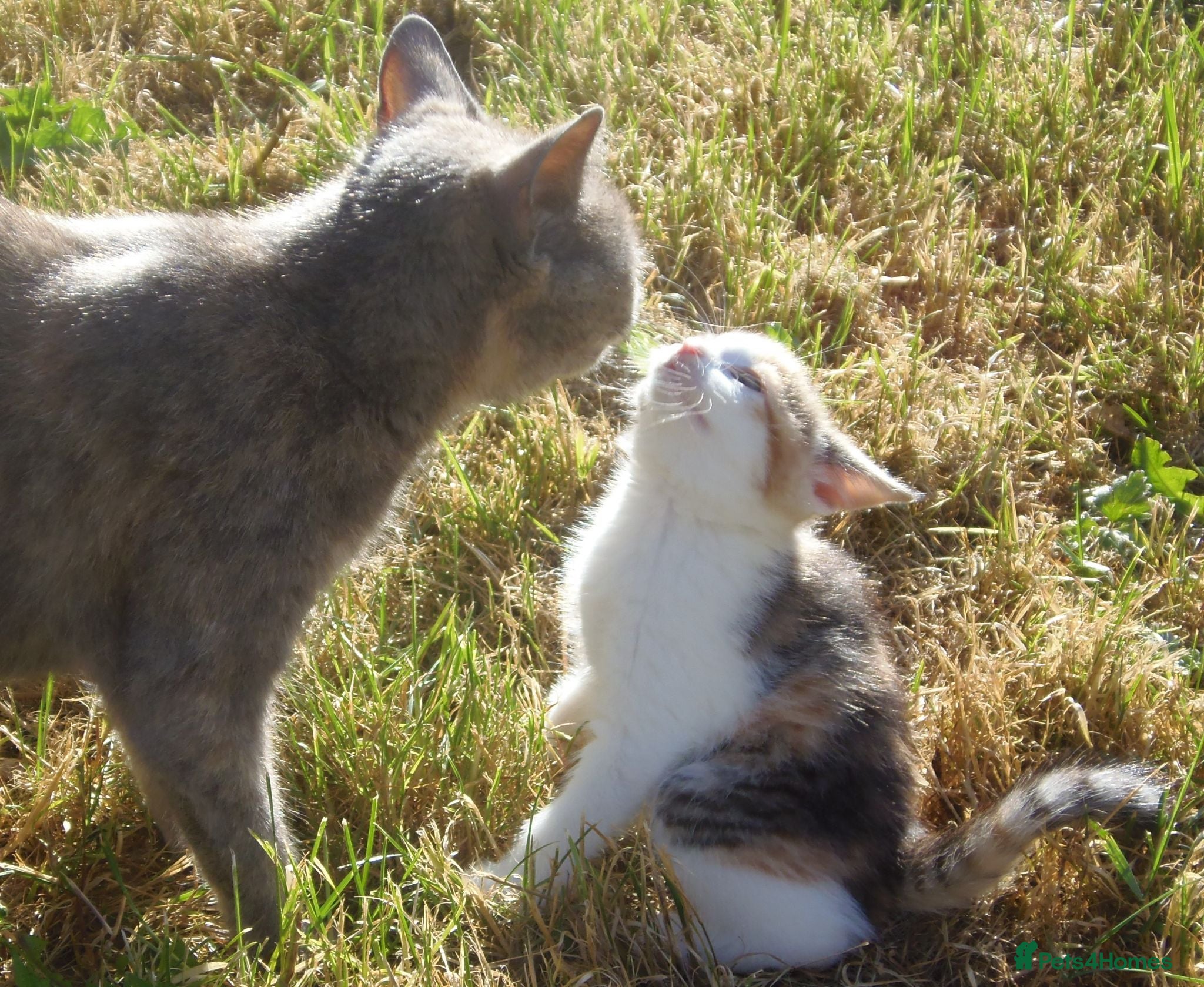 Mixed Breed cats Gorgeous Kittens Ready Now - Advert 1