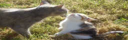 Mixed Breed cats for sale: Gorgeous Kittens Ready Now - Advert 1