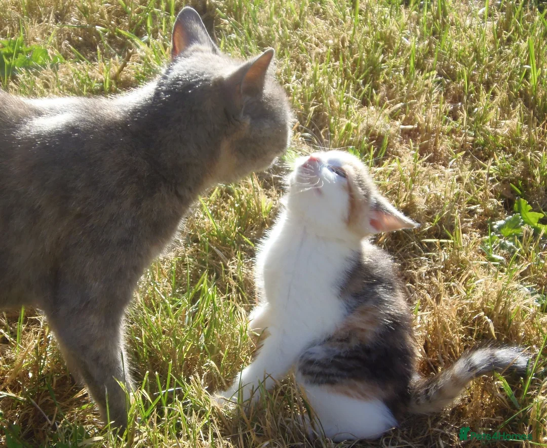 Mixed Breed cats for sale: Gorgeous Kittens Ready Now - Advert 1