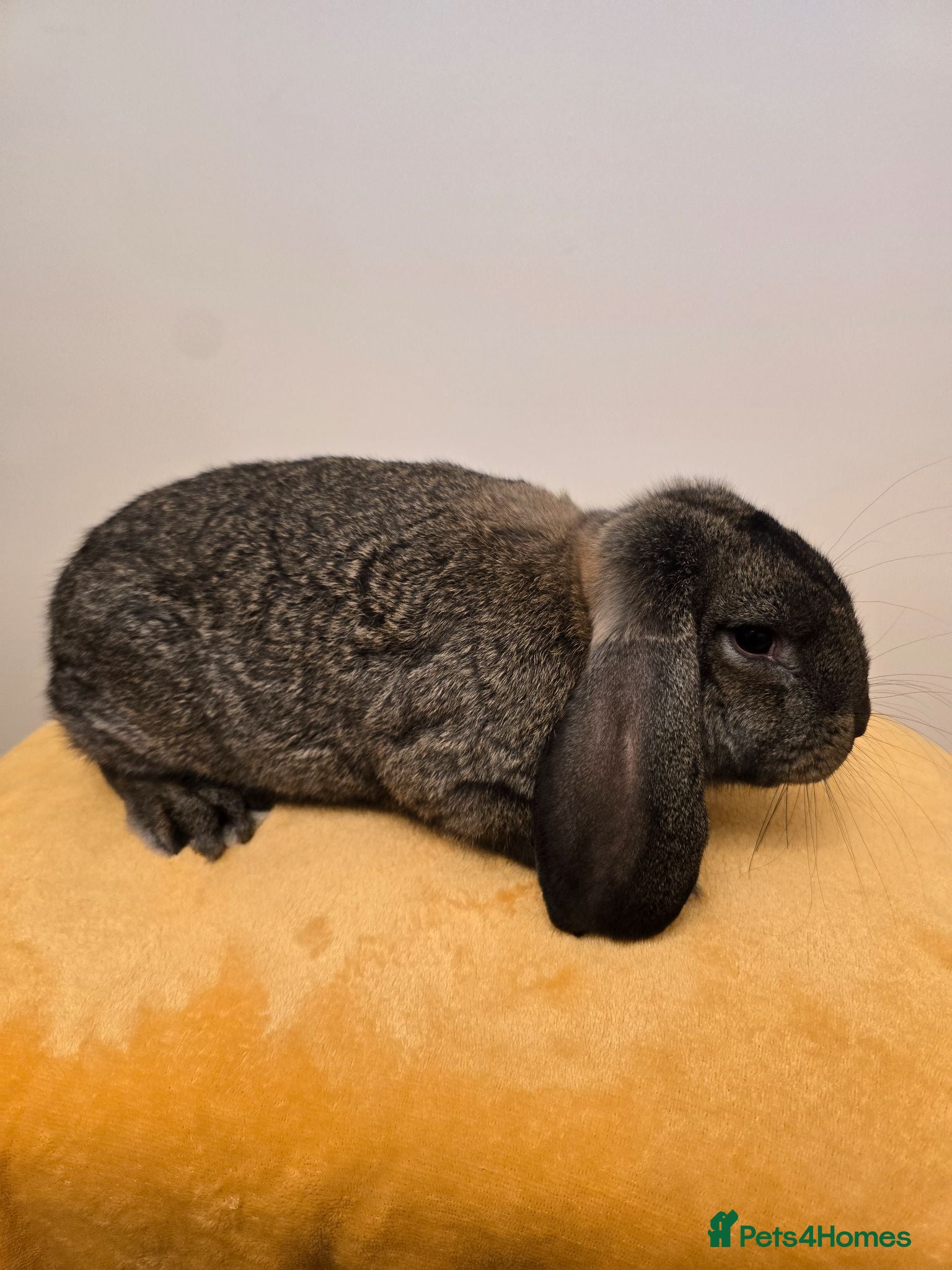 French Lop rabbits French lops Boys - Advert 2