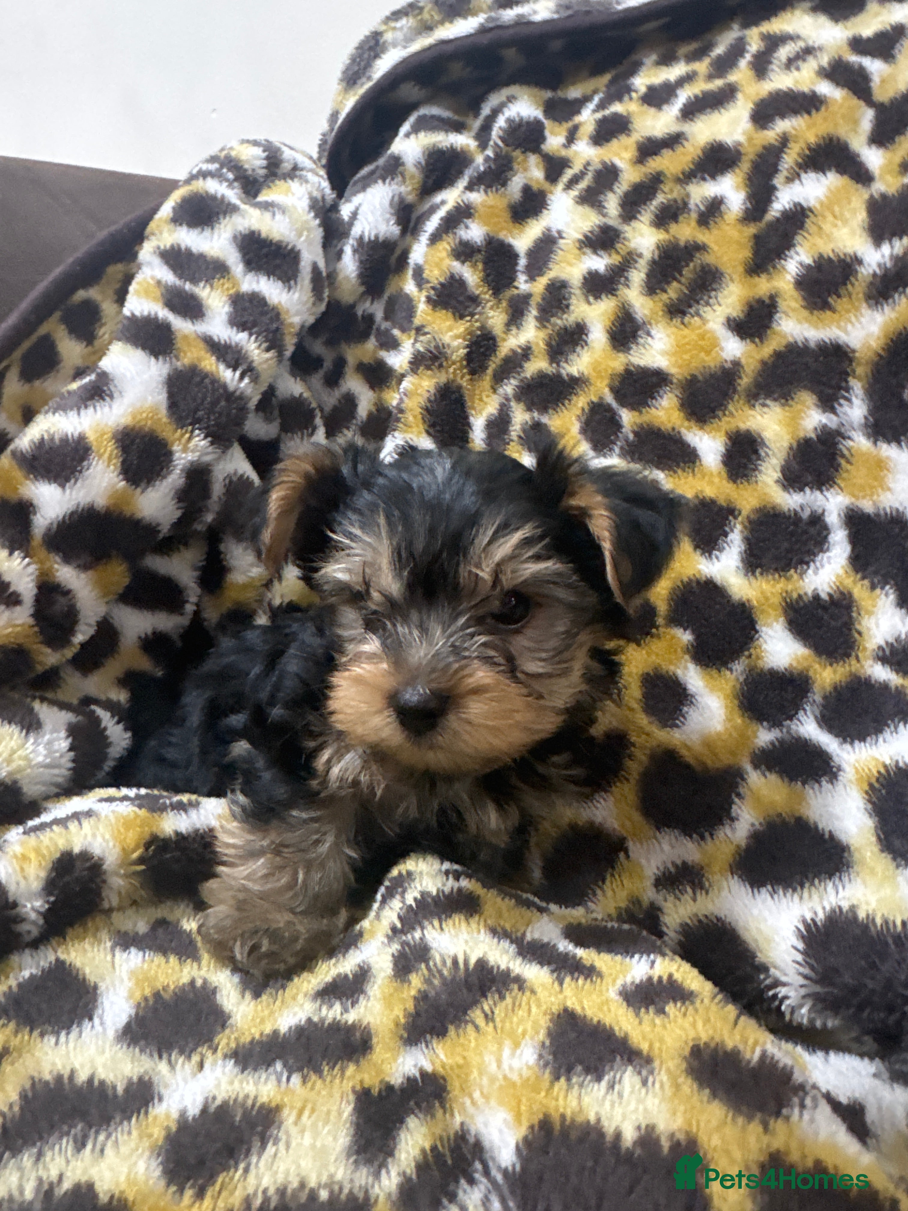 Yorkshire Terrier dogs Yorkshire Terrier puppies  - Advert 2