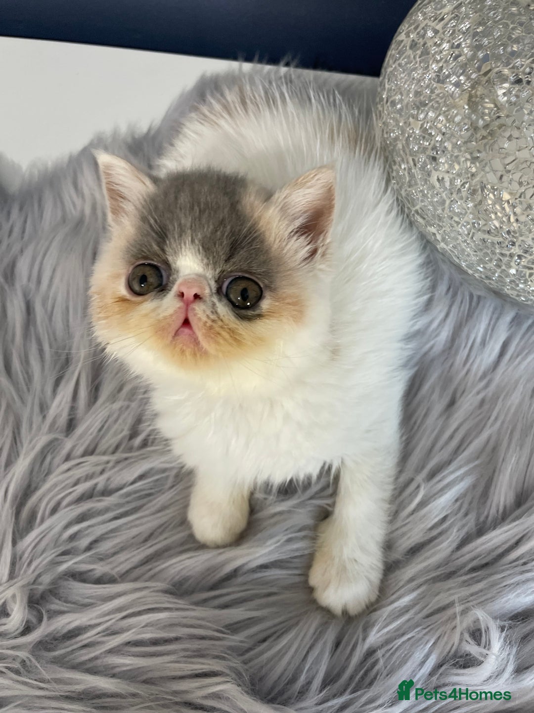 Exotic cats for sale: 🔥GCCF EXOTIC KITTENS READY DECEMBER  **  - Advert 17