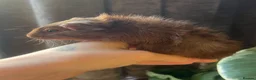 Guinea Pig rodents for sale: Baby Guinea Pigs for sale | ready to leave soon! - Advert 12