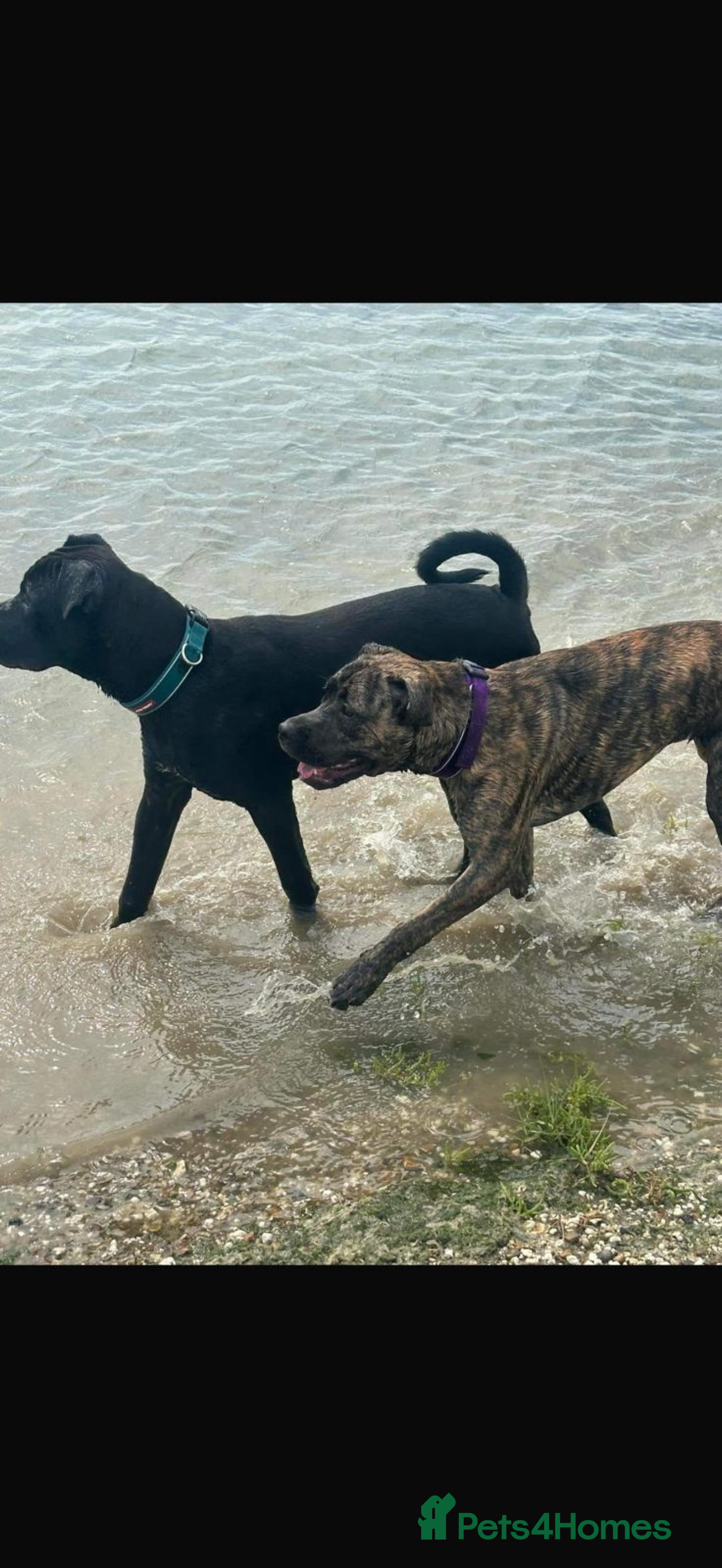 Presa Canario dogs 5 presa back up for sale  - Advert 16