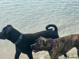 Presa Canario dogs 5 presa back up for sale - Advert 8