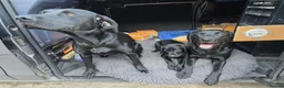 Labrador Retriever dogs for sale: Beautiful black lab boy puppy - Advert 6