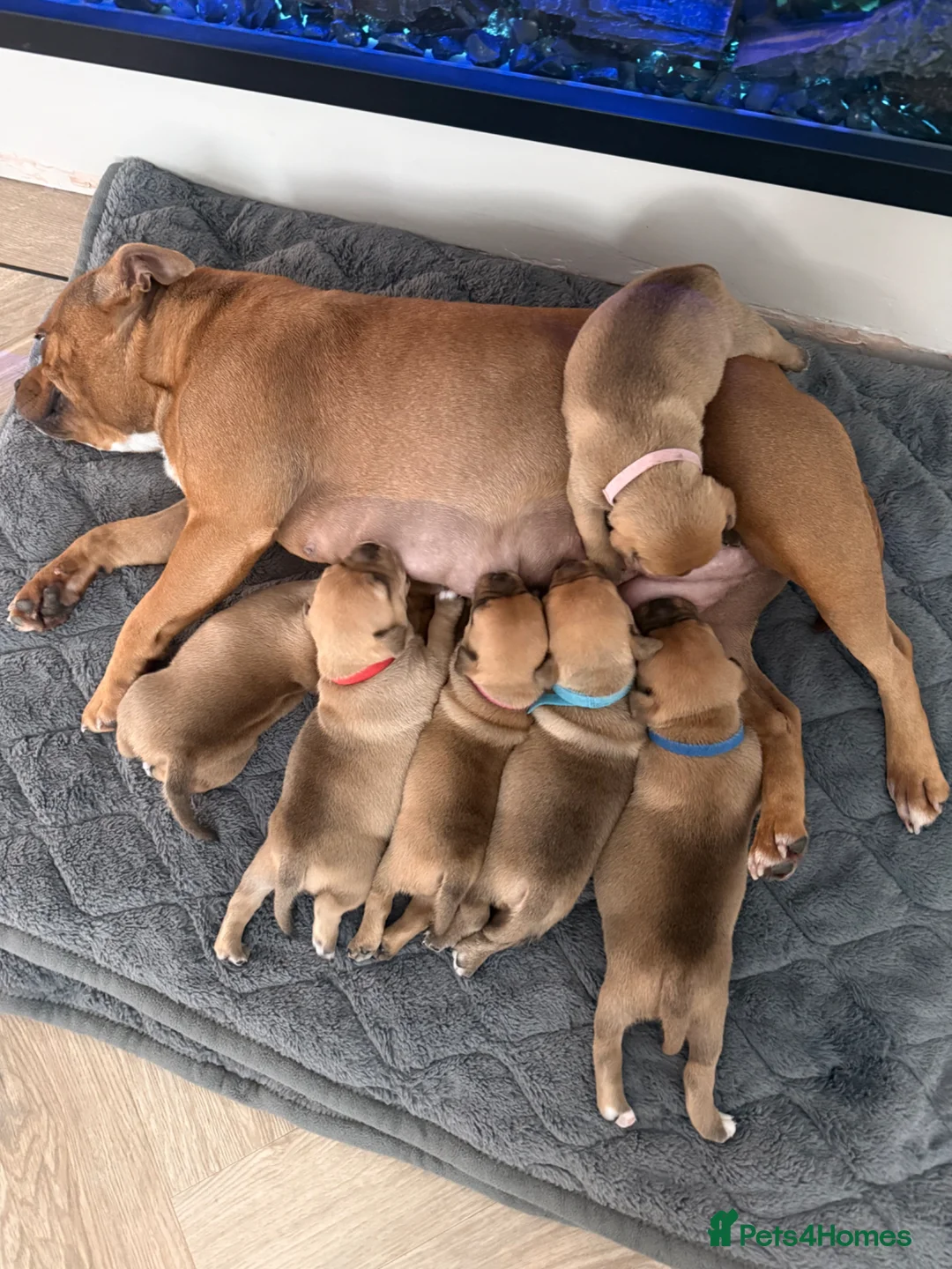 Staffordshire Bull Terrier dogs for sale: Staffordshire bull terrier  - Advert 26