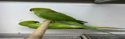 Ringnecks birds for sale: Indian Ringneck Parakeets - Advert 3