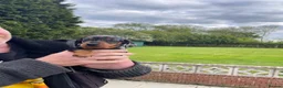 Miniature Dachshund dogs for sale: 2 K/C reg Mini Dachshund Boys For Sale in Goole - Advert 6