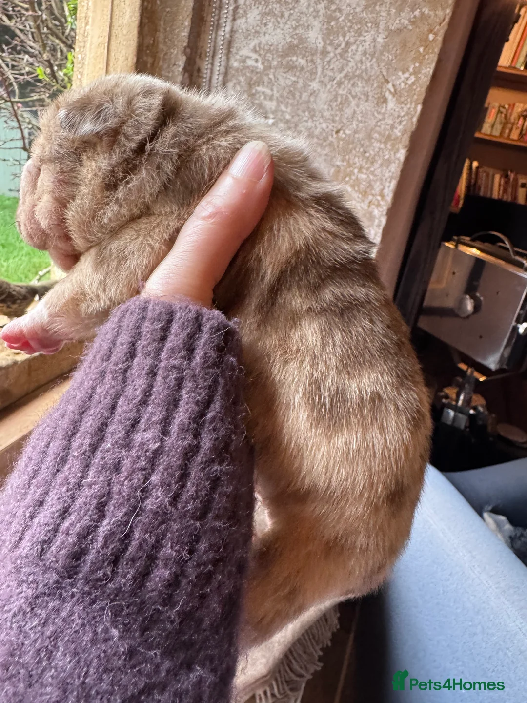 Shar Pei dogs for sale: Stunning Bullpei Puppies (Sharpei/English Bulldog) - Advert 20