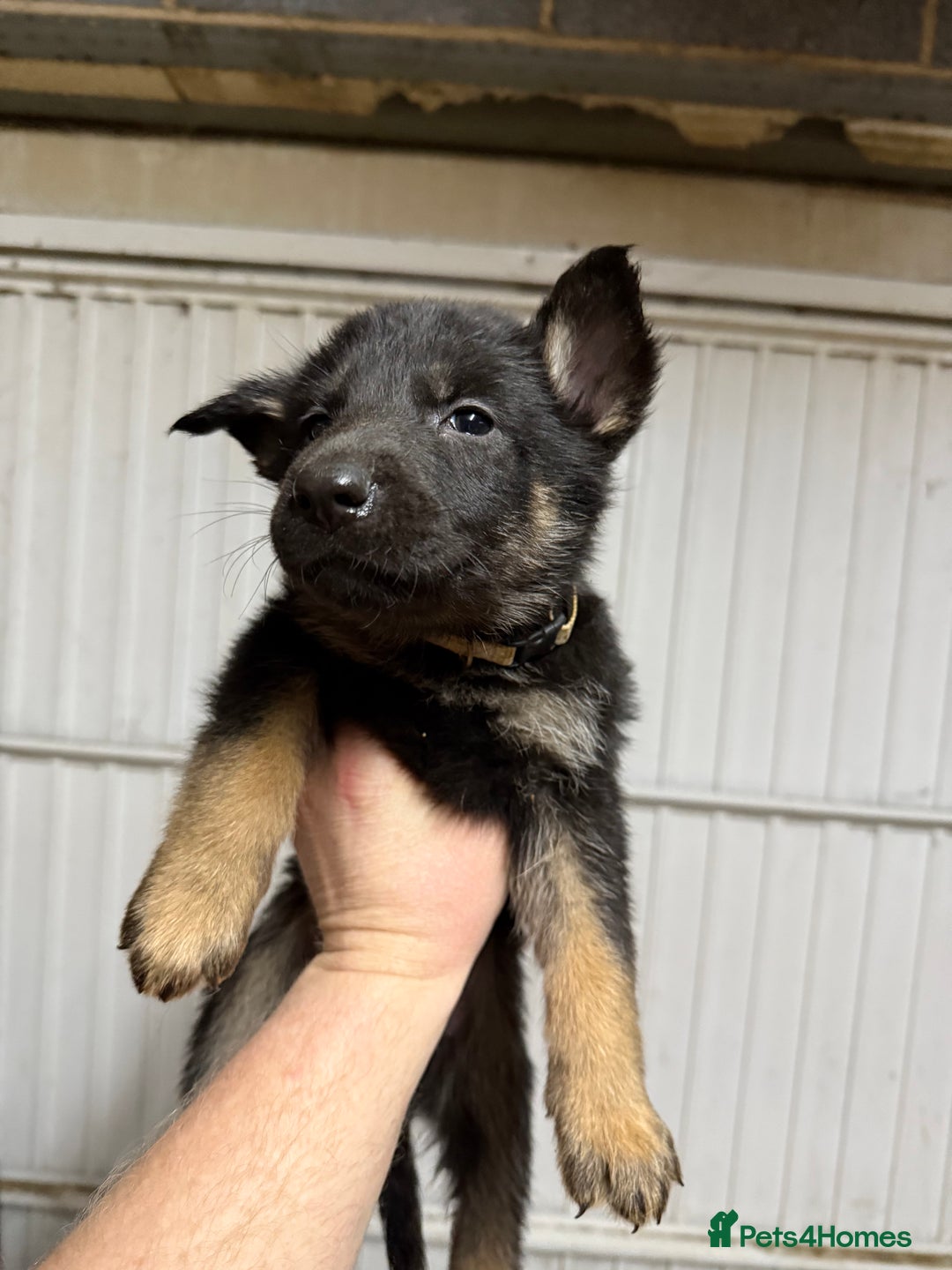 German Shepherd dogs for sale: German shepherd pups  - Advert 10