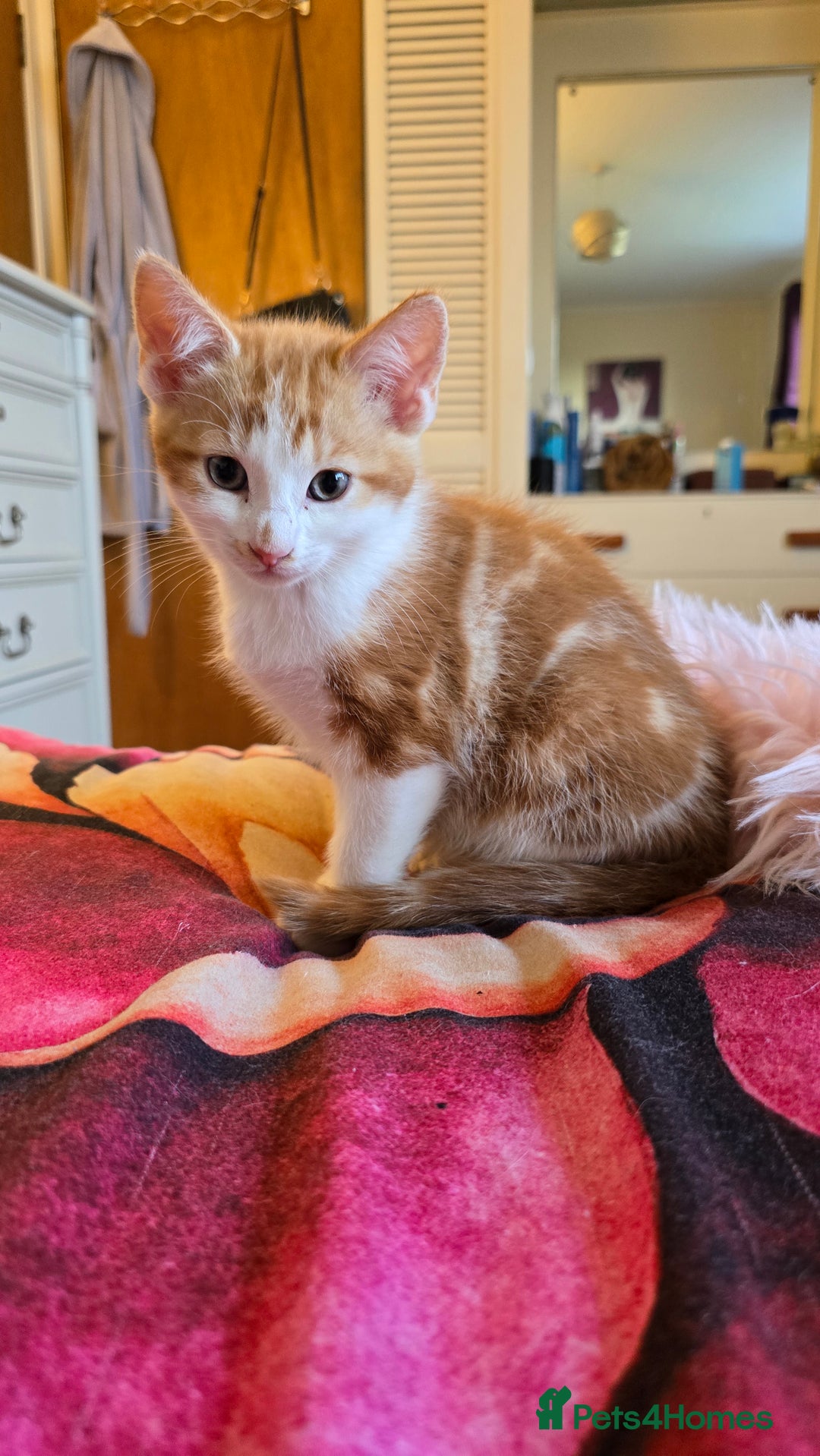 Mixed Breed cats for sale: Kittens - ready to go now. - Advert 4