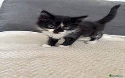 Mixed Breed cats for sale: Beautiful Mixed Breed Kitten  - Image 13
