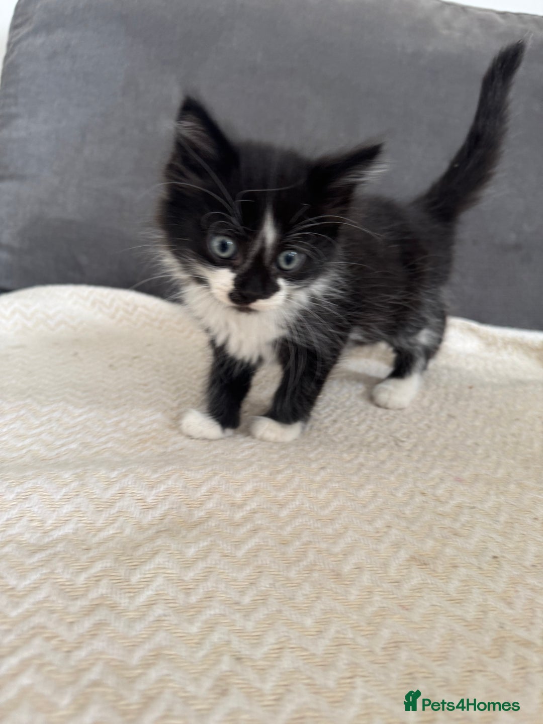 Mixed Breed cats for sale: Beautiful Mixed Breed Kitten  - Image 13