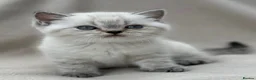 British Shorthair cats for sale: Gorgeous white/grey British shorthair kittens - Advert 7