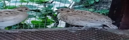 Quail poultry for sale: Snowflake Bobwhite Quail TRIO for sale - Advert 6