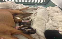 Chihuahua dogs for sale: chihuahua puppies for sale  - Image 2