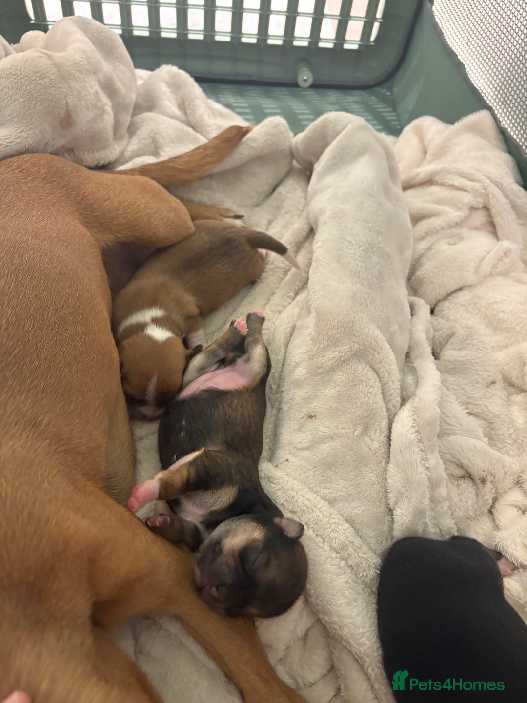 Chihuahua dogs for sale: chihuahua puppies for sale  - Image 2
