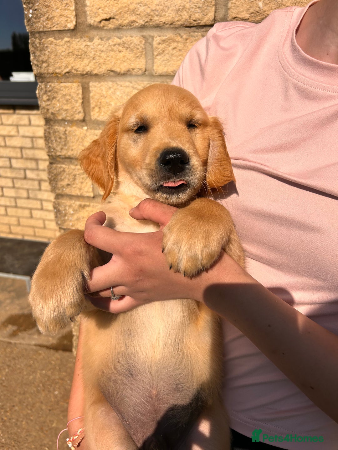 Golden Retriever dogs for sale: Golden Retriever Puppies  - Image 28