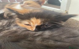 Mixed Breed cats for sale: 3 female and 1 male kitten for sale  - Image 3
